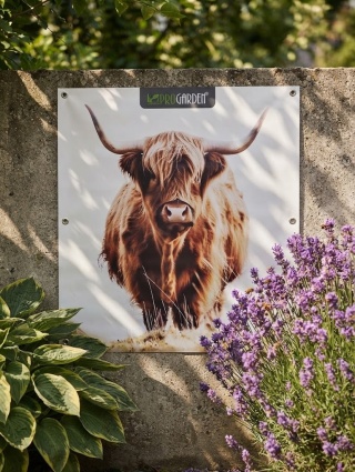 Duży Plakat Zewnętrzny 80x80 cm Szkocka Krowa Obraz Ogrodowy Na Płot Balkon Taras Wodoodporny UV
