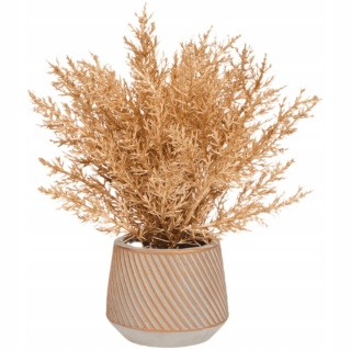 Złota roślina w ceramicznej doniczce 25 cm IGLAK