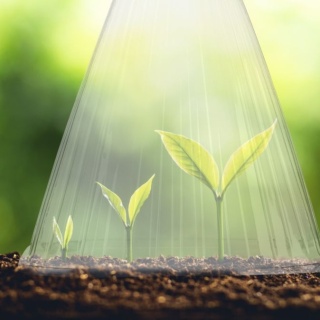 Kapturek do okrywania rośliny 10 szt przezroczysty kapelusz, osłonki od mrozu