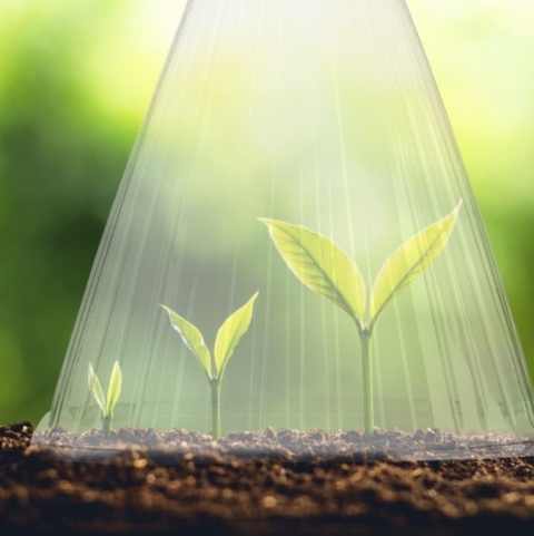 Kapturek do okrywania rośliny 10 szt przezroczysty kapelusz, osłonki od mrozu